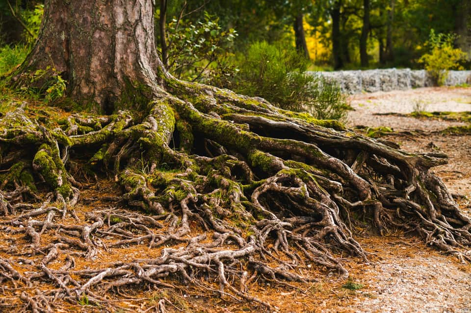 Moss-covered tree roots spreading across the ground from the base of a trunk